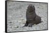 South Georgia. Antarctic Fur Seal, Arctocephalus Gazella, Pup-Inger Hogstrom-Framed Stretched Canvas