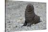 South Georgia. Antarctic Fur Seal, Arctocephalus Gazella, Pup-Inger Hogstrom-Stretched Canvas