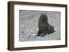 South Georgia. Antarctic Fur Seal, Arctocephalus Gazella, Pup-Inger Hogstrom-Framed Photographic Print