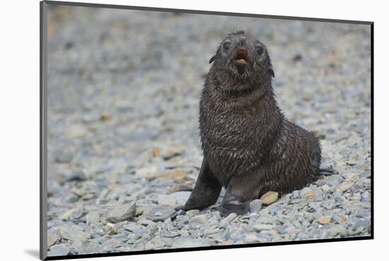 South Georgia. Antarctic Fur Seal, Arctocephalus Gazella, Pup-Inger Hogstrom-Mounted Photographic Print