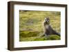 South Georgia. Antarctic Fur Seal, Arctocephalus Gazella, Pup-Inger Hogstrom-Framed Photographic Print