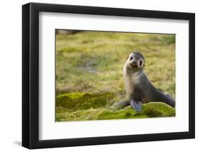 South Georgia. Antarctic Fur Seal, Arctocephalus Gazella, Pup-Inger Hogstrom-Framed Photographic Print