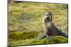 South Georgia. Antarctic Fur Seal, Arctocephalus Gazella, Pup-Inger Hogstrom-Mounted Photographic Print