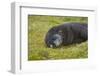 South Georgia. Antarctic Fur Seal, Arctocephalus Gazella, Sleeping-Inger Hogstrom-Framed Photographic Print