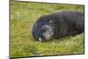 South Georgia. Antarctic Fur Seal, Arctocephalus Gazella, Sleeping-Inger Hogstrom-Mounted Photographic Print