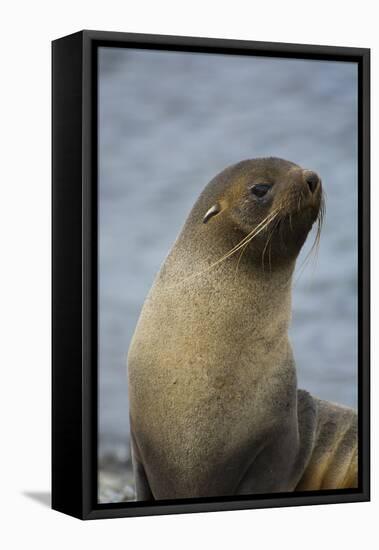 South Georgia. Antarctic Fur Seal, Arctocephalus Gazella-Inger Hogstrom-Framed Stretched Canvas