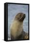 South Georgia. Antarctic Fur Seal, Arctocephalus Gazella-Inger Hogstrom-Framed Stretched Canvas