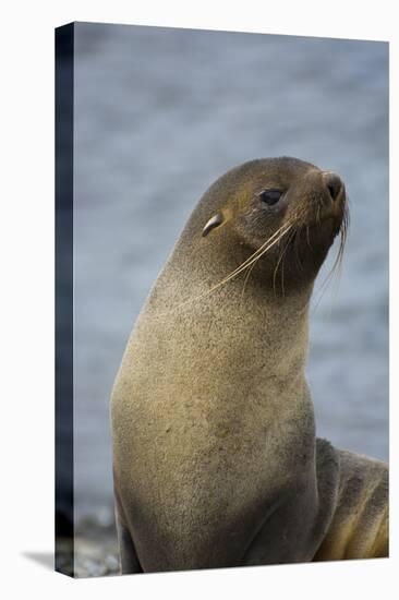 South Georgia. Antarctic Fur Seal, Arctocephalus Gazella-Inger Hogstrom-Stretched Canvas