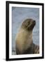 South Georgia. Antarctic Fur Seal, Arctocephalus Gazella-Inger Hogstrom-Framed Premium Photographic Print