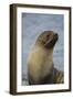 South Georgia. Antarctic Fur Seal, Arctocephalus Gazella-Inger Hogstrom-Framed Photographic Print