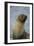 South Georgia. Antarctic Fur Seal, Arctocephalus Gazella-Inger Hogstrom-Framed Photographic Print