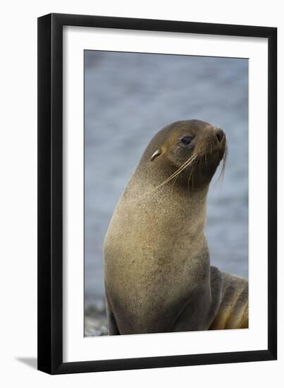 South Georgia. Antarctic Fur Seal, Arctocephalus Gazella-Inger Hogstrom-Framed Photographic Print