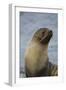 South Georgia. Antarctic Fur Seal, Arctocephalus Gazella-Inger Hogstrom-Framed Photographic Print