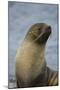 South Georgia. Antarctic Fur Seal, Arctocephalus Gazella-Inger Hogstrom-Mounted Photographic Print