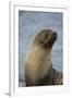 South Georgia. Antarctic Fur Seal, Arctocephalus Gazella-Inger Hogstrom-Framed Photographic Print