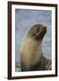 South Georgia. Antarctic Fur Seal, Arctocephalus Gazella-Inger Hogstrom-Framed Photographic Print