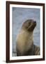 South Georgia. Antarctic Fur Seal, Arctocephalus Gazella-Inger Hogstrom-Framed Photographic Print