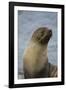 South Georgia. Antarctic Fur Seal, Arctocephalus Gazella-Inger Hogstrom-Framed Photographic Print