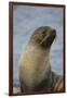 South Georgia. Antarctic Fur Seal, Arctocephalus Gazella-Inger Hogstrom-Framed Photographic Print