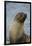 South Georgia. Antarctic Fur Seal, Arctocephalus Gazella-Inger Hogstrom-Framed Photographic Print