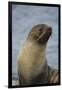 South Georgia. Antarctic Fur Seal, Arctocephalus Gazella-Inger Hogstrom-Framed Photographic Print