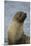 South Georgia. Antarctic Fur Seal, Arctocephalus Gazella-Inger Hogstrom-Mounted Premium Photographic Print