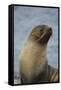 South Georgia. Antarctic Fur Seal, Arctocephalus Gazella-Inger Hogstrom-Framed Stretched Canvas