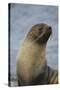 South Georgia. Antarctic Fur Seal, Arctocephalus Gazella-Inger Hogstrom-Stretched Canvas