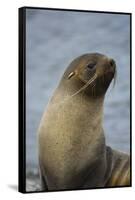 South Georgia. Antarctic Fur Seal, Arctocephalus Gazella-Inger Hogstrom-Framed Stretched Canvas