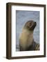 South Georgia. Antarctic Fur Seal, Arctocephalus Gazella-Inger Hogstrom-Framed Photographic Print