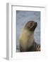 South Georgia. Antarctic Fur Seal, Arctocephalus Gazella-Inger Hogstrom-Framed Photographic Print