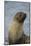 South Georgia. Antarctic Fur Seal, Arctocephalus Gazella-Inger Hogstrom-Mounted Photographic Print