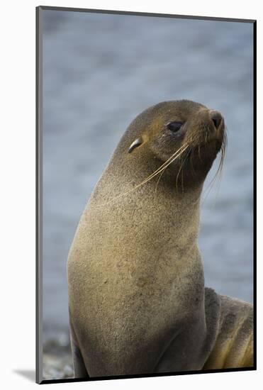 South Georgia. Antarctic Fur Seal, Arctocephalus Gazella-Inger Hogstrom-Mounted Photographic Print