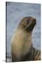 South Georgia. Antarctic Fur Seal, Arctocephalus Gazella-Inger Hogstrom-Stretched Canvas