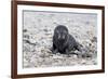 South Georgia, Antarctic fur seal. Portrait of a very young fur seal pup with blue eyes.-Ellen Goff-Framed Photographic Print