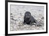 South Georgia, Antarctic fur seal. Portrait of a very young fur seal pup with blue eyes.-Ellen Goff-Framed Photographic Print