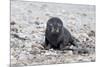 South Georgia, Antarctic fur seal. Portrait of a very young fur seal pup with blue eyes.-Ellen Goff-Mounted Photographic Print