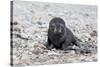 South Georgia, Antarctic fur seal. Portrait of a very young fur seal pup with blue eyes.-Ellen Goff-Stretched Canvas