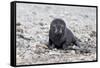 South Georgia, Antarctic fur seal. Portrait of a very young fur seal pup with blue eyes.-Ellen Goff-Framed Stretched Canvas