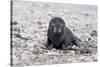 South Georgia, Antarctic fur seal. Portrait of a very young fur seal pup with blue eyes.-Ellen Goff-Stretched Canvas