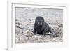 South Georgia, Antarctic fur seal. Portrait of a very young fur seal pup with blue eyes.-Ellen Goff-Framed Photographic Print