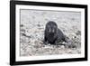 South Georgia, Antarctic fur seal. Portrait of a very young fur seal pup with blue eyes.-Ellen Goff-Framed Photographic Print
