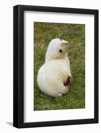 South Georgia. Antarctic Fur Seal Pup in the Rare Blonde Color-Inger Hogstrom-Framed Photographic Print