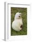 South Georgia. Antarctic Fur Seal Pup in the Rare Blonde Color-Inger Hogstrom-Framed Photographic Print