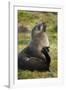 South Georgia. Antarctic Fur Seals Scatching Itself with a Flipper-Inger Hogstrom-Framed Photographic Print