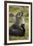 South Georgia. Antarctic Fur Seals Scatching Itself with a Flipper-Inger Hogstrom-Framed Photographic Print