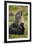 South Georgia. Antarctic Fur Seals Scatching Itself with a Flipper-Inger Hogstrom-Framed Photographic Print