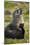 South Georgia. Antarctic Fur Seals Scatching Itself with a Flipper-Inger Hogstrom-Mounted Photographic Print