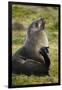 South Georgia. Antarctic Fur Seals Scatching Itself with a Flipper-Inger Hogstrom-Framed Photographic Print