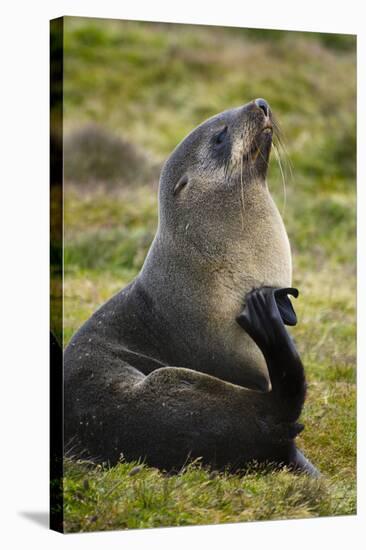 South Georgia. Antarctic Fur Seals Scatching Itself with a Flipper-Inger Hogstrom-Stretched Canvas